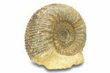 Jurassic Ammonite (Stephanoceras) Fossil - France #279311-1